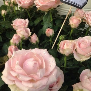 男人添女人阴帝全视频
